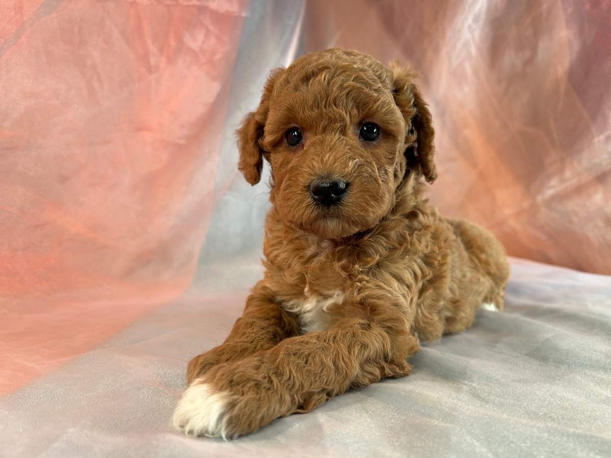 F1b Miniature Schnoodle Puppy for Sale DOB 10-21-2023, $1200